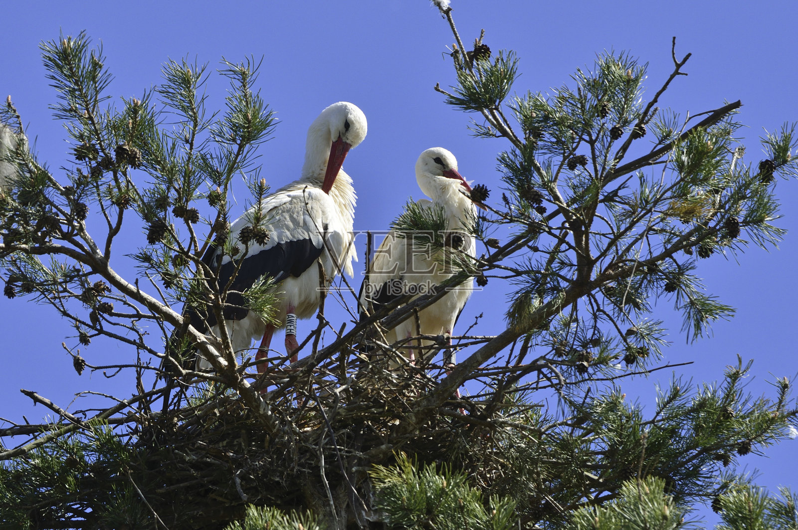 白色鹳照片摄影图片
