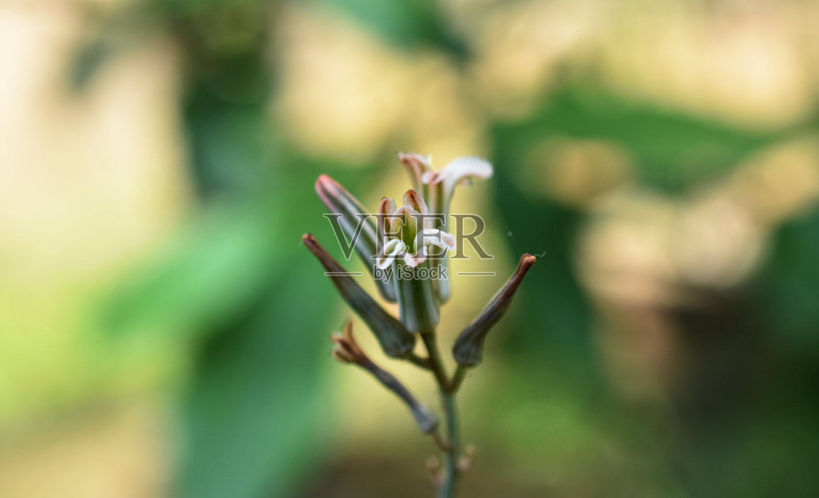 花和花蕾与模糊背景照片摄影图片