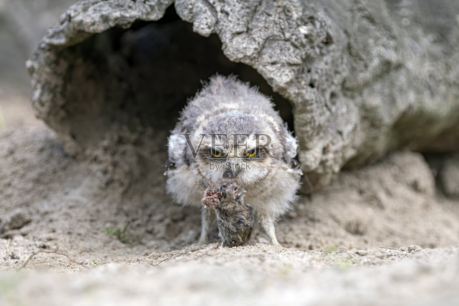 捕食猎物的穴鸮(Athene cucularia)照片摄影图片