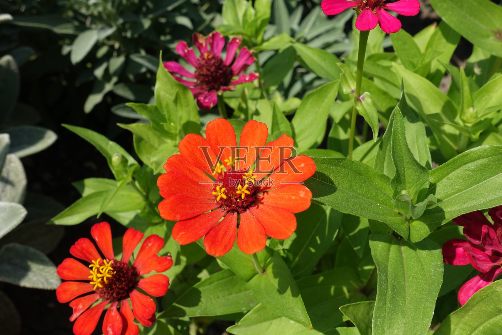 八月中旬百日草的一对橙色头状花序照片摄影图片