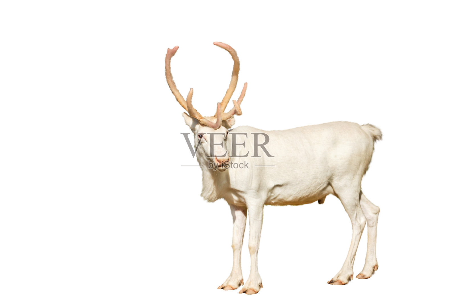 北方新年白鹿孤立在白色的背景上照片摄影图片