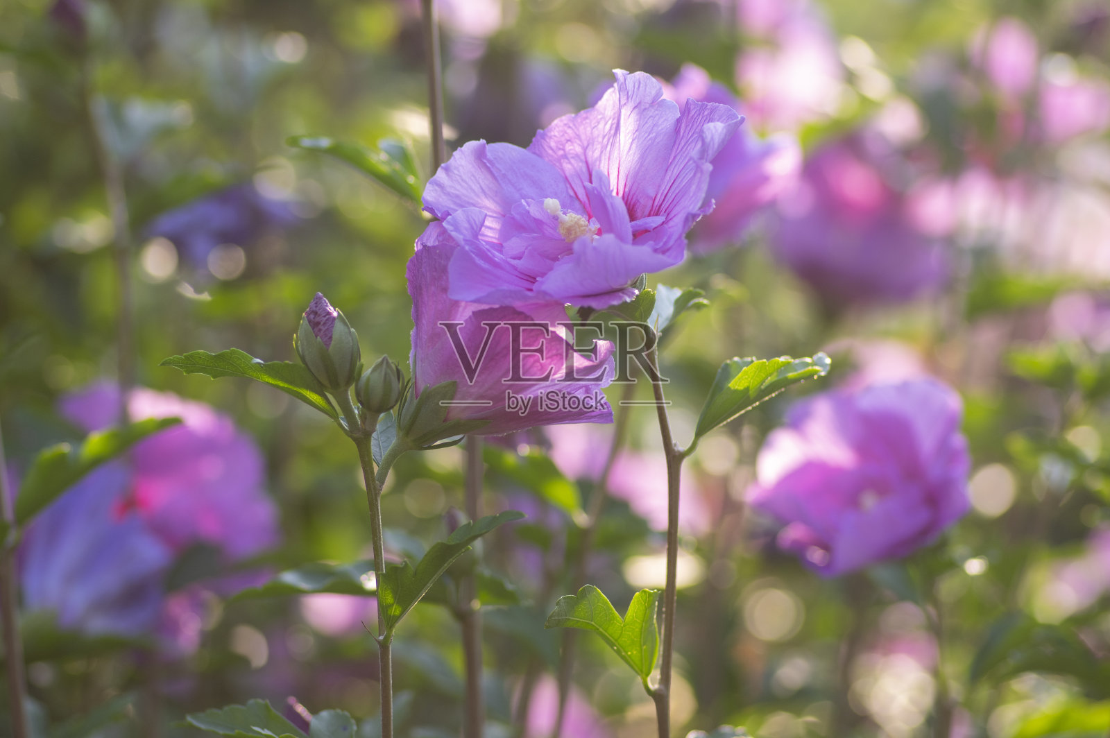 木槿是一种观赏开花植物，花朵呈紫色，呈紫罗兰色，叶片呈绿色照片摄影图片