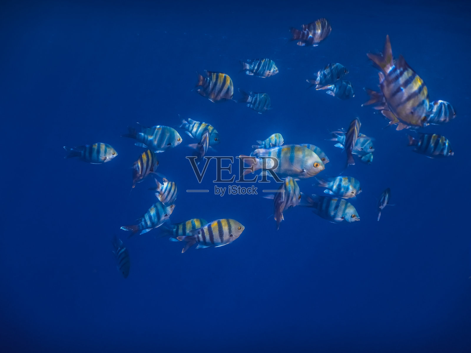 深蓝色的海水和大量的吲哚帕西军士鱼照片摄影图片