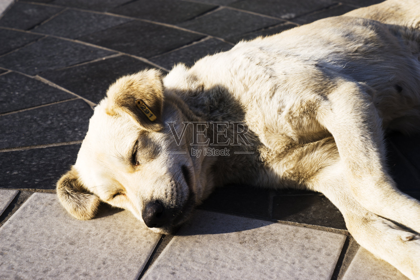 躺在街上的串串狗照片摄影图片