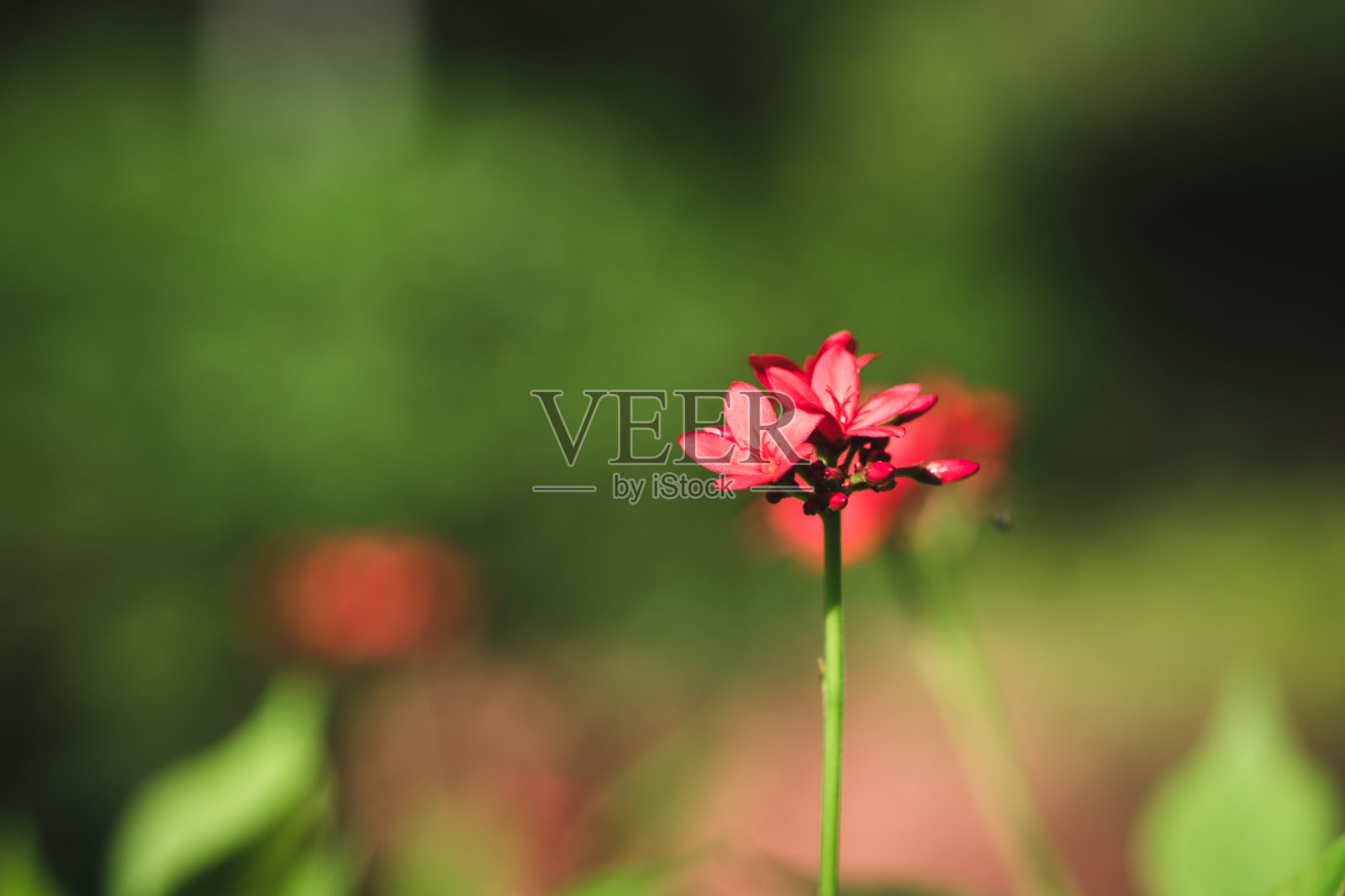 红色花朵的特写自然视图照片摄影图片