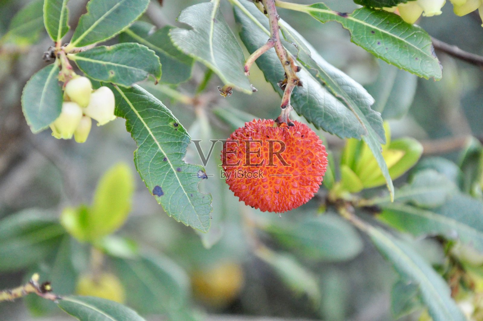 杨梅或草莓树作背景，有果实。照片摄影图片