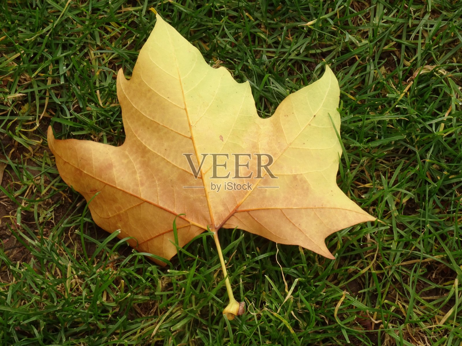 叶照片摄影图片