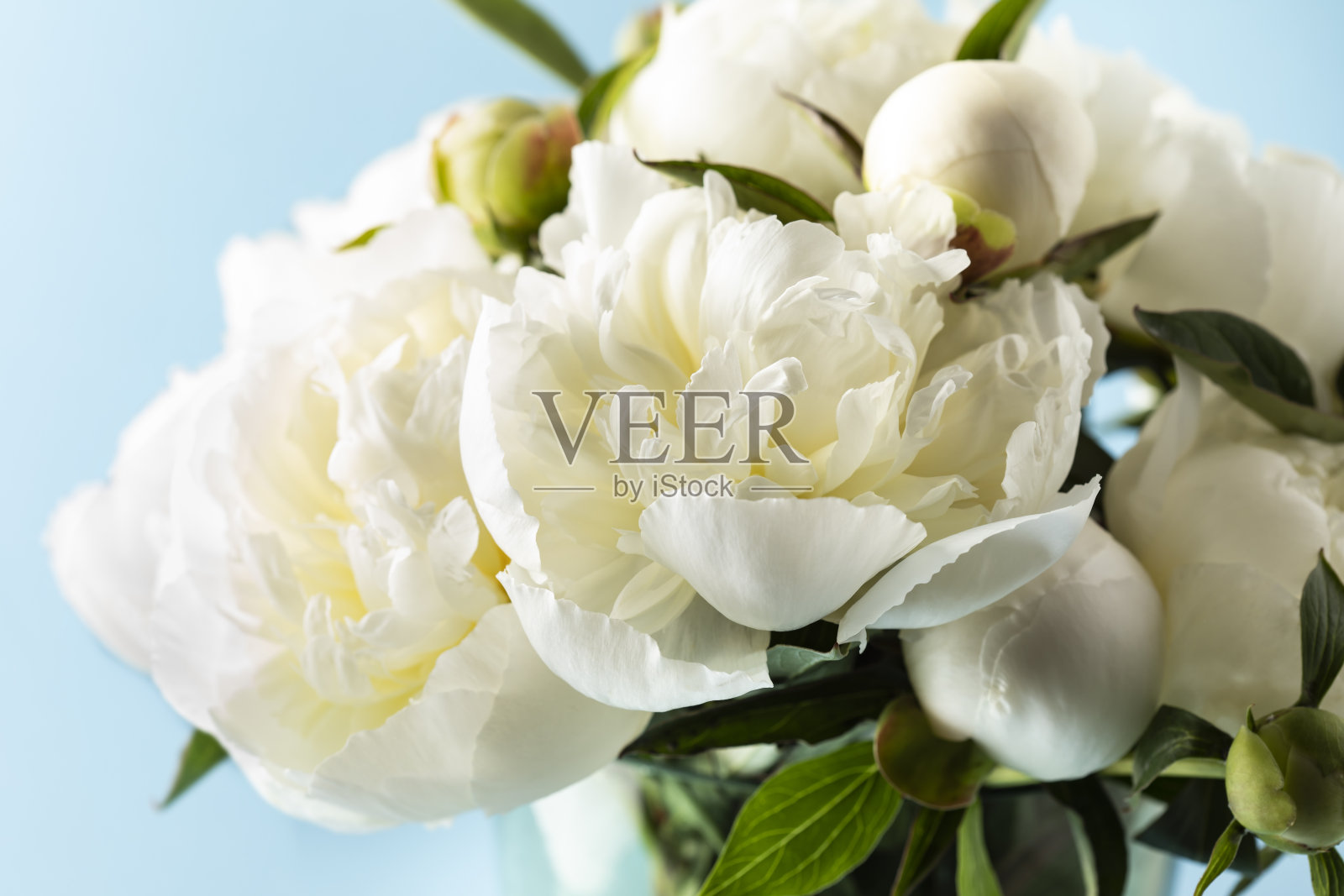 花瓶里的白牡丹照片摄影图片