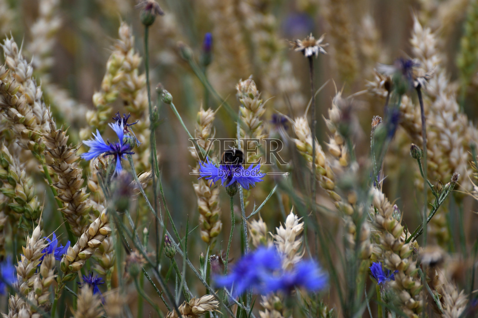 玉米地里的矢车菊照片摄影图片