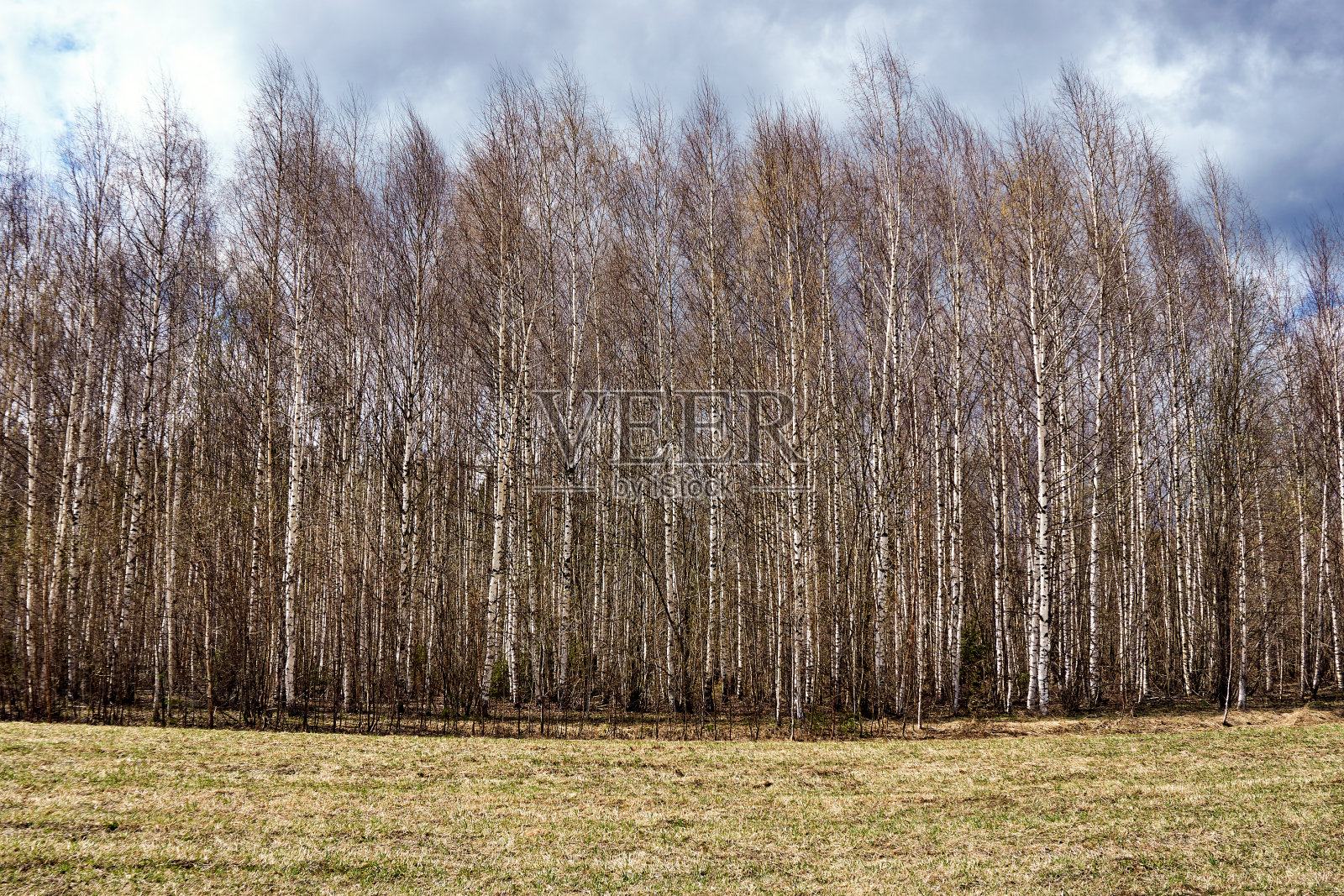 春天桦林照片摄影图片