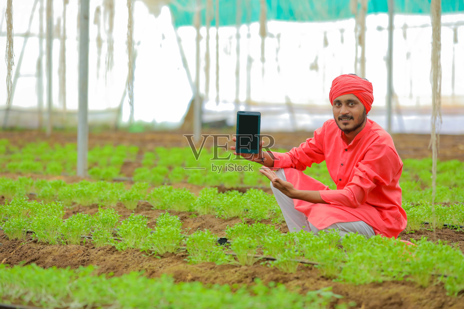 年轻的印度农民在poly房子或温室展示智能手机照片摄影图片