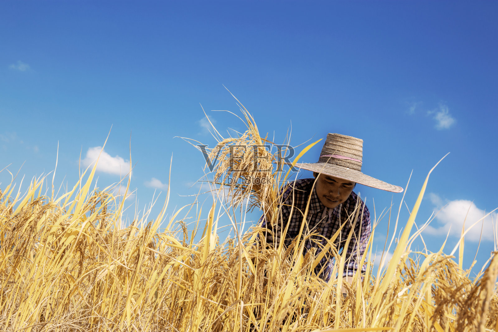 农民在天上收割稻谷。照片摄影图片