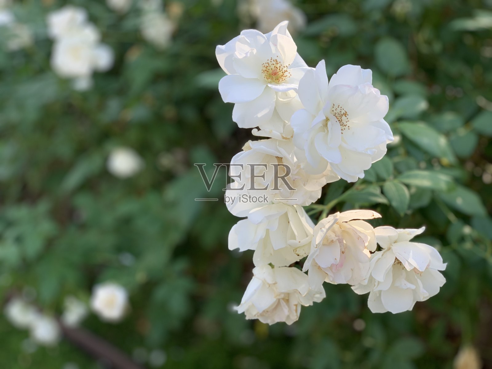 美丽的白玫瑰照片摄影图片