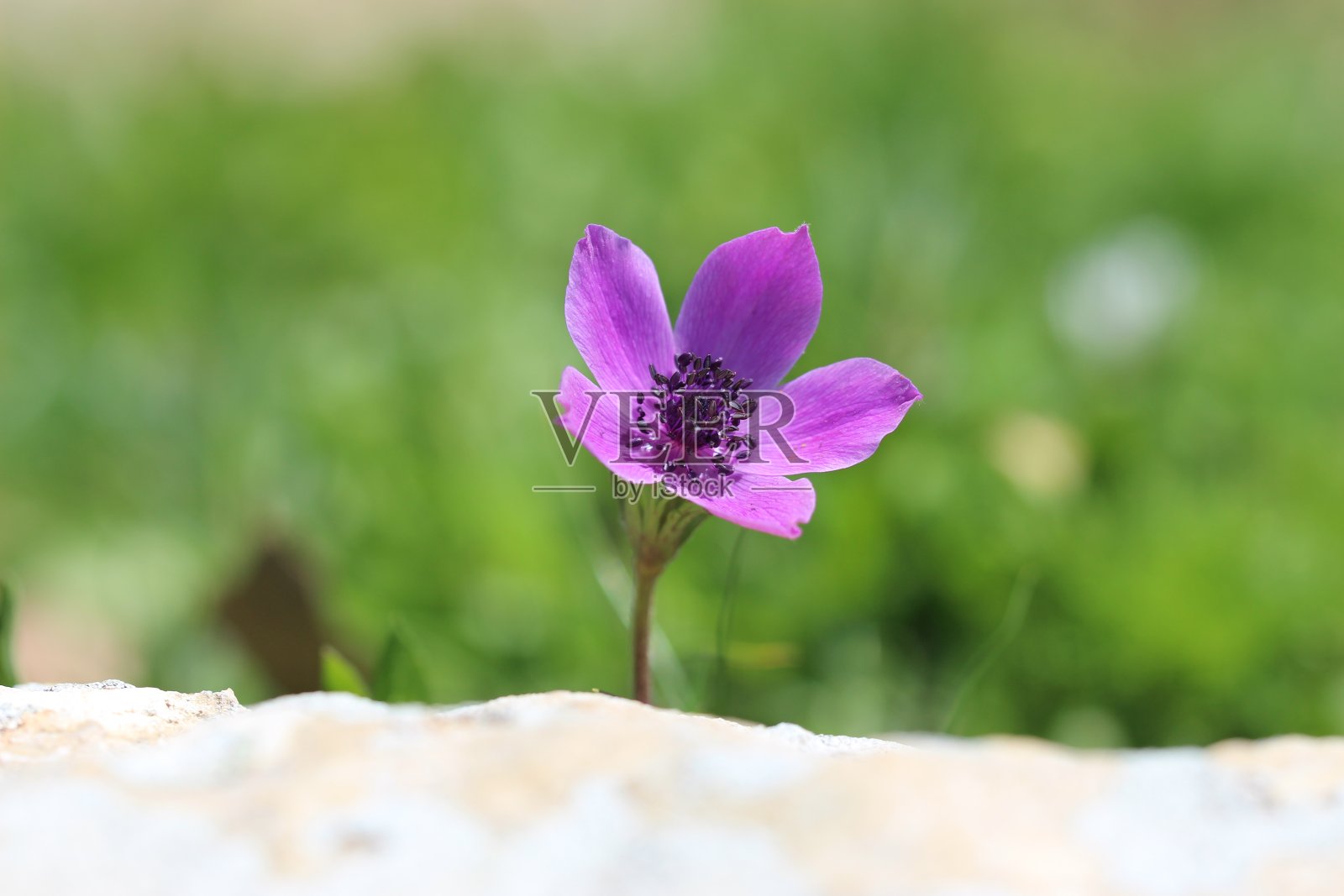美丽的花朵在大自然的环境中照片摄影图片