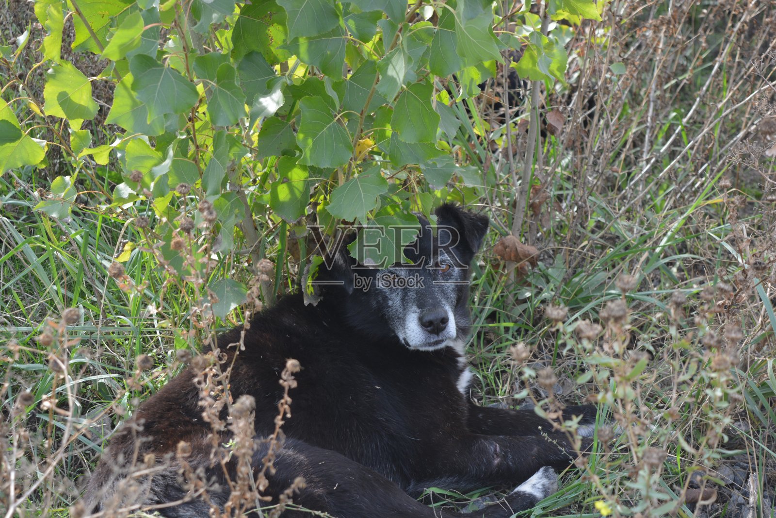 一只流浪的黑狗，没有好主人，没有好生活，就躺在草丛里。照片摄影图片