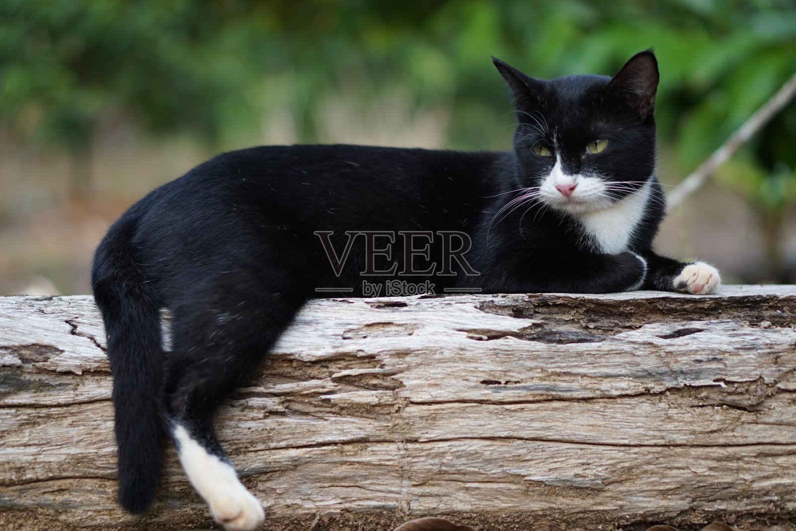 黑色的猫照片摄影图片