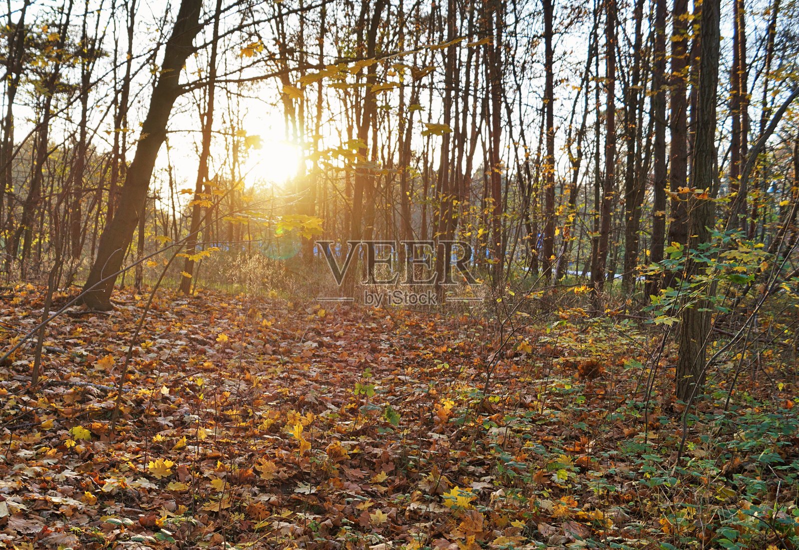 秋天的森林照片摄影图片