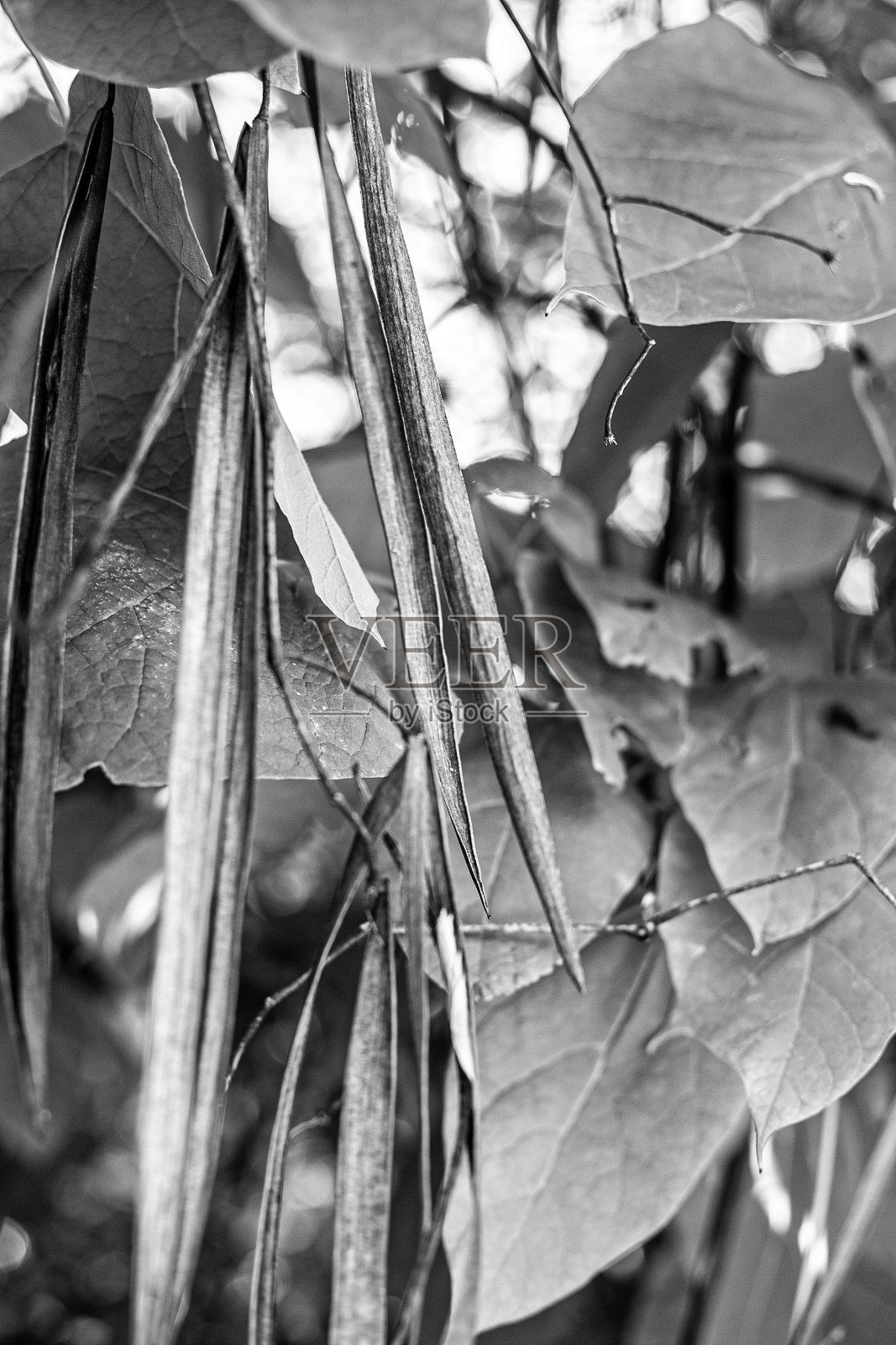 树照片摄影图片