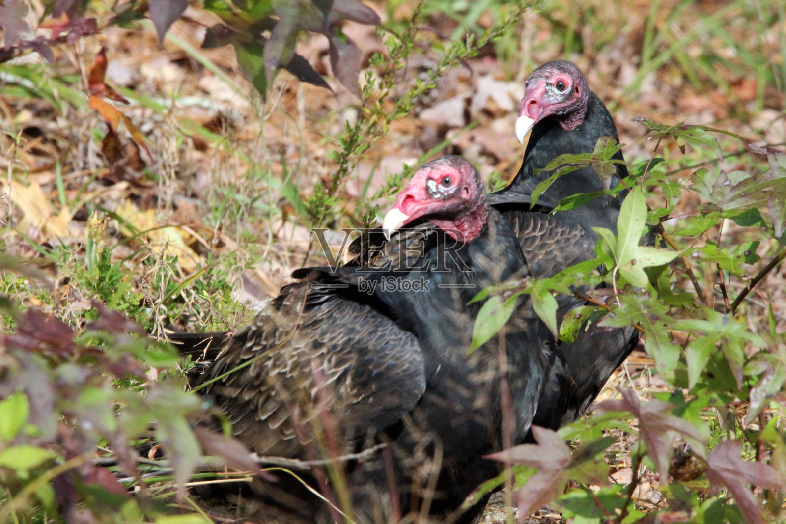 土耳其秃鹰两照片摄影图片