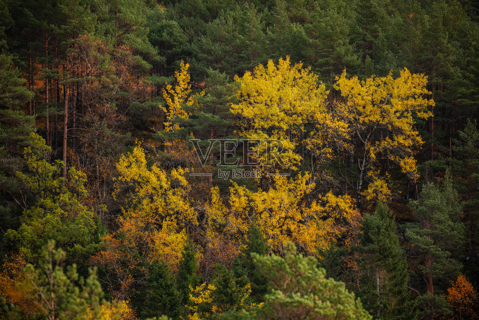 在挪威的湖边远足:秋叶和倒影照片摄影图片