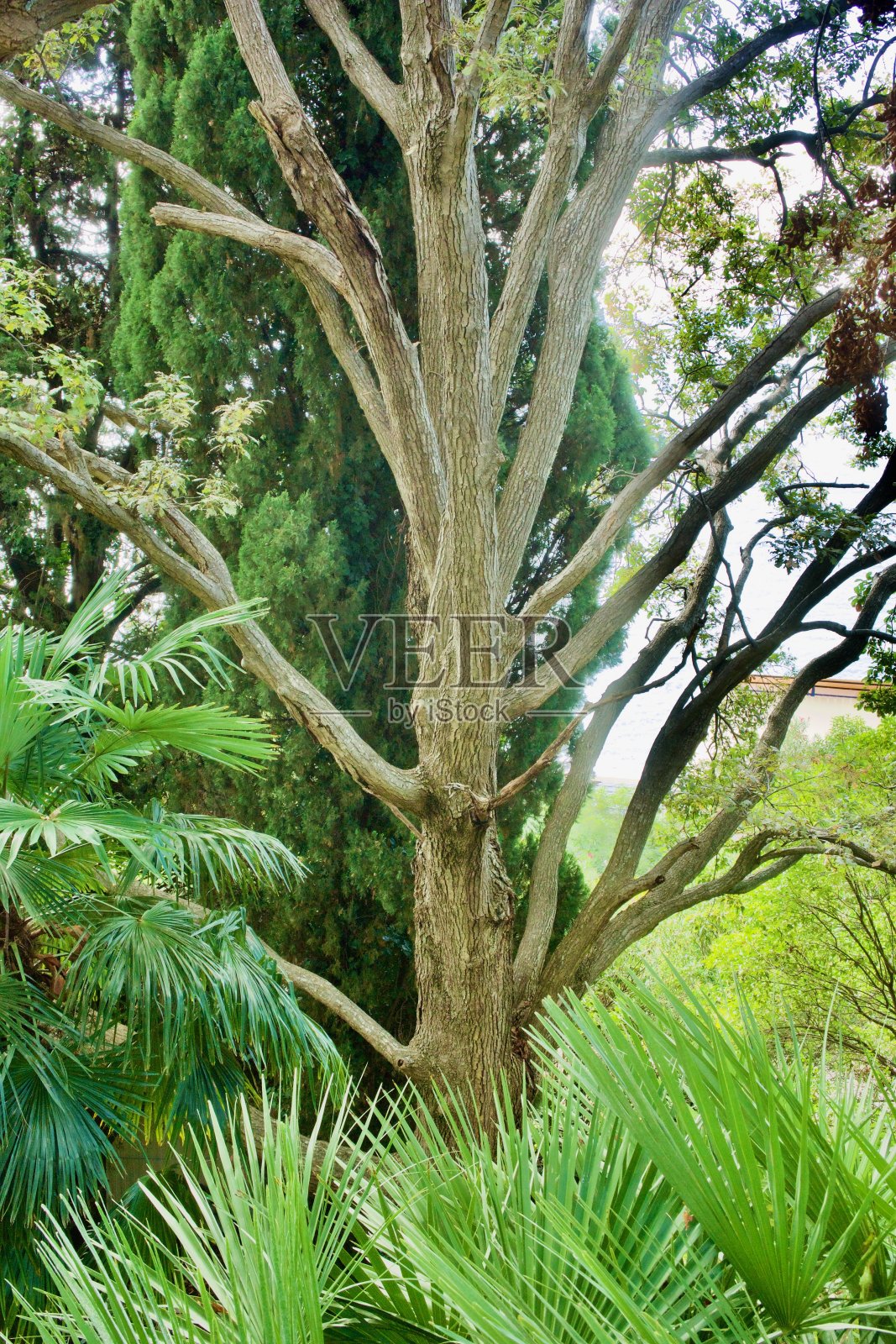 热带植物背景上的一棵枝繁叶茂的树照片摄影图片