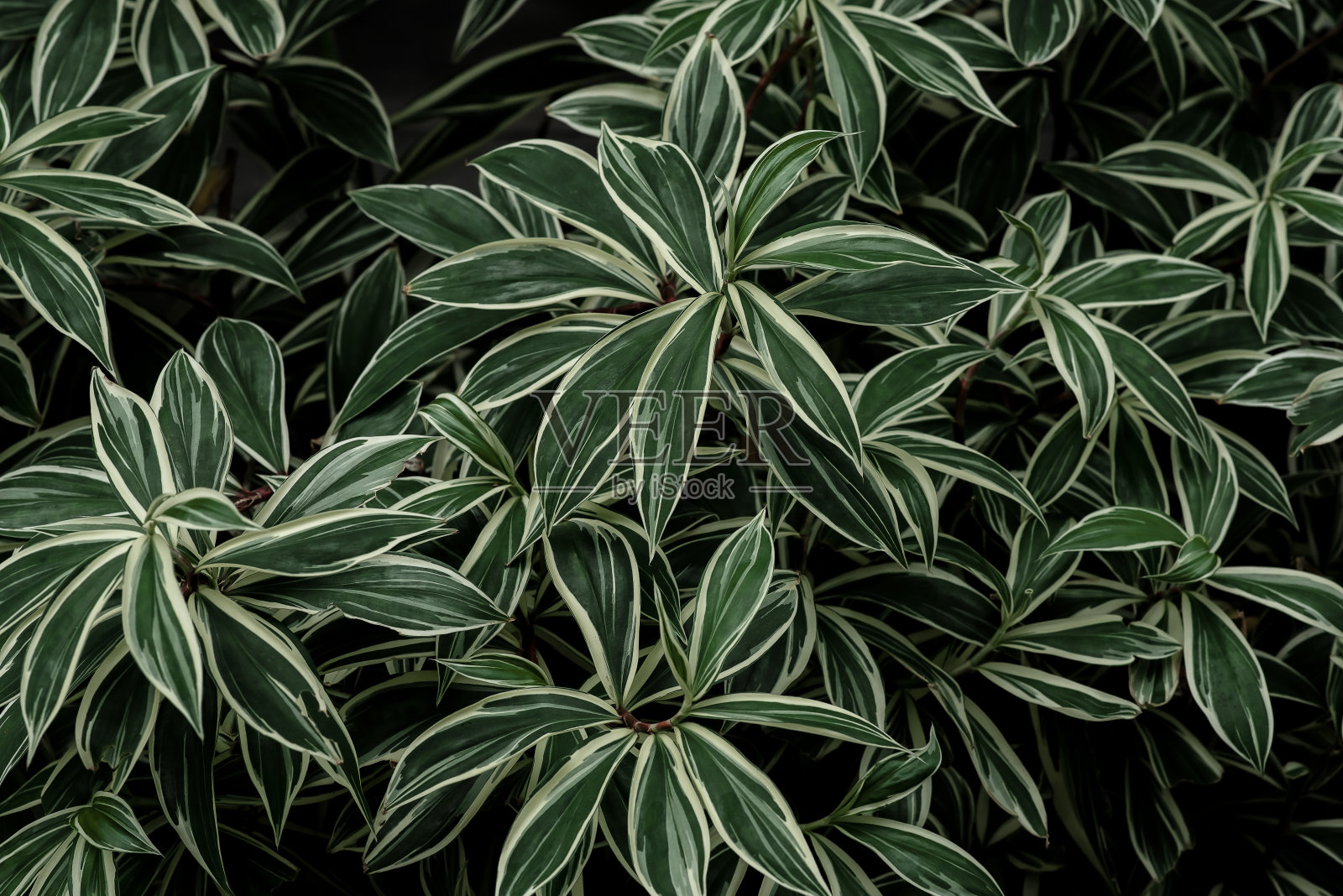 抽象绿叶纹理，自然背景，热带叶照片摄影图片