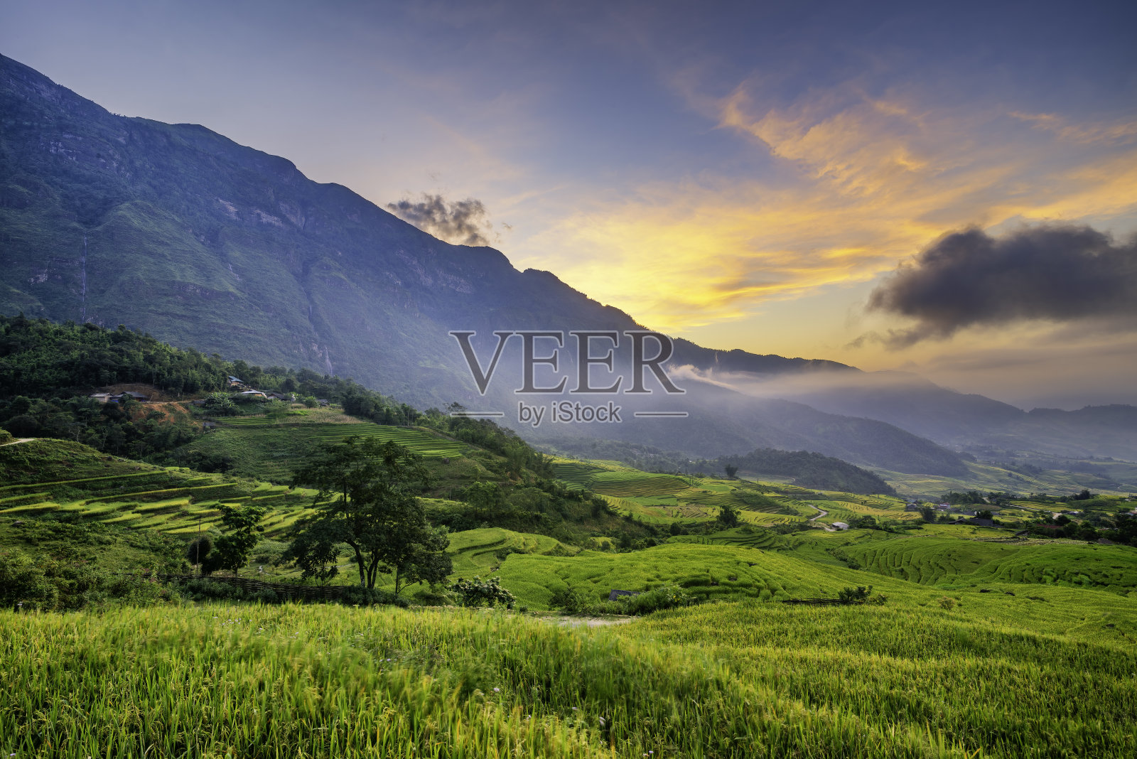 从山上看越南老菜沙巴Y Y的梯田。越南西北部的稻田正在准备收割照片摄影图片