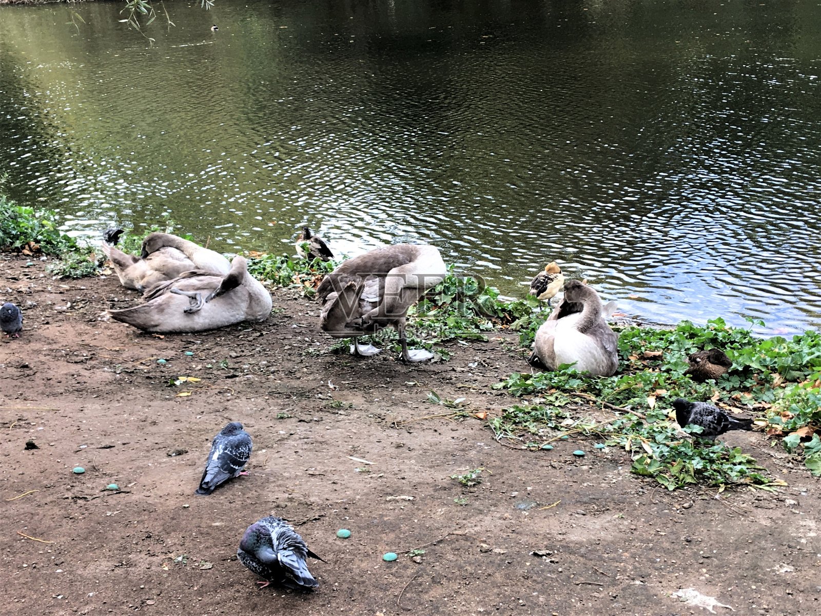 一些哑巴天鹅小天鹅的观点照片摄影图片