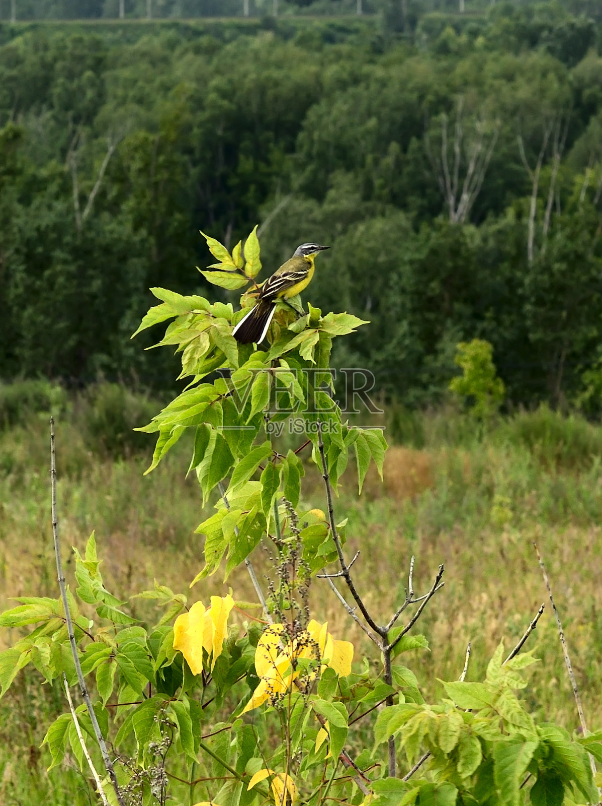 树枝上的黄色鹡鸰照片摄影图片