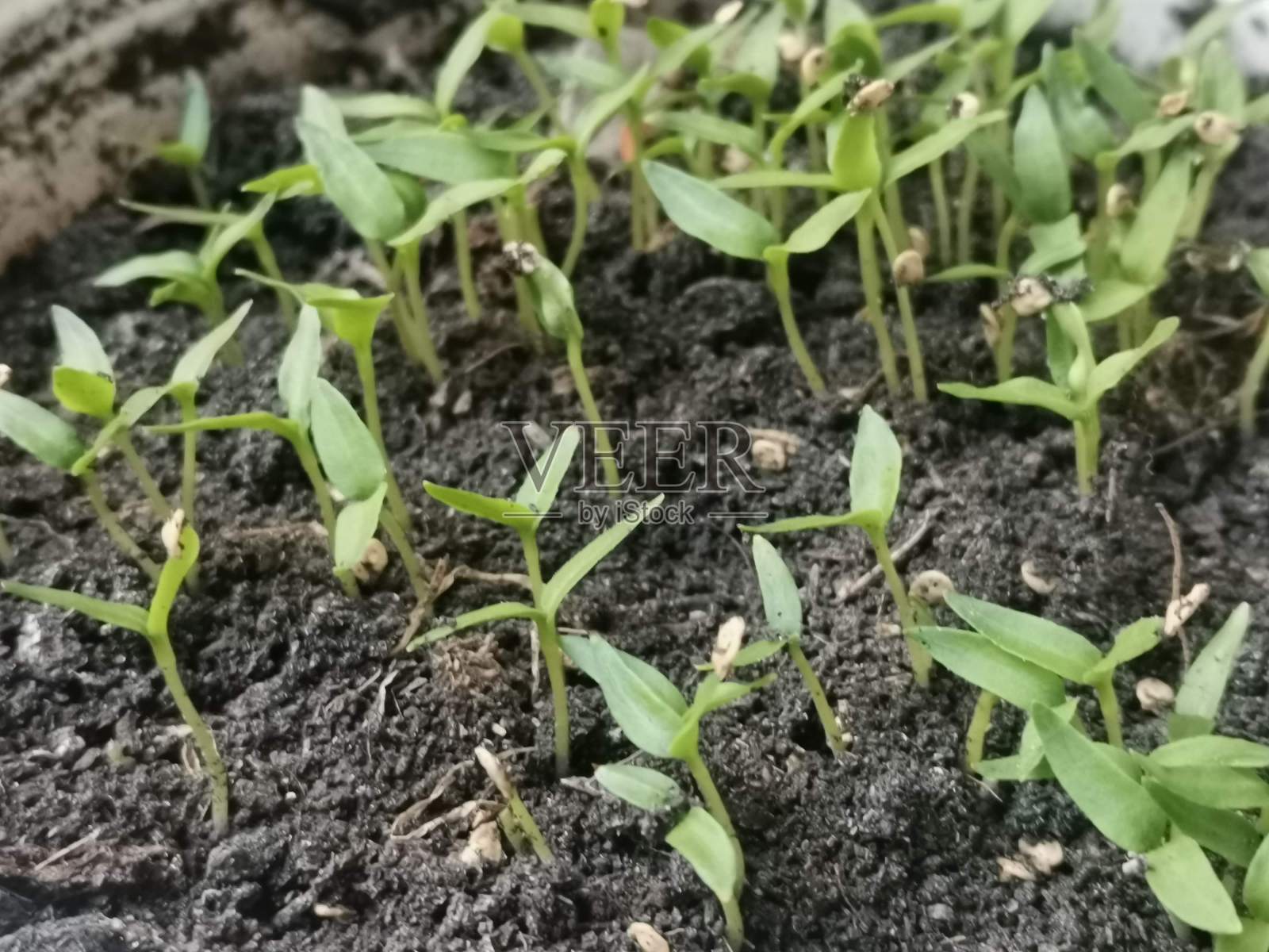 盆中幼苗的照片照片摄影图片