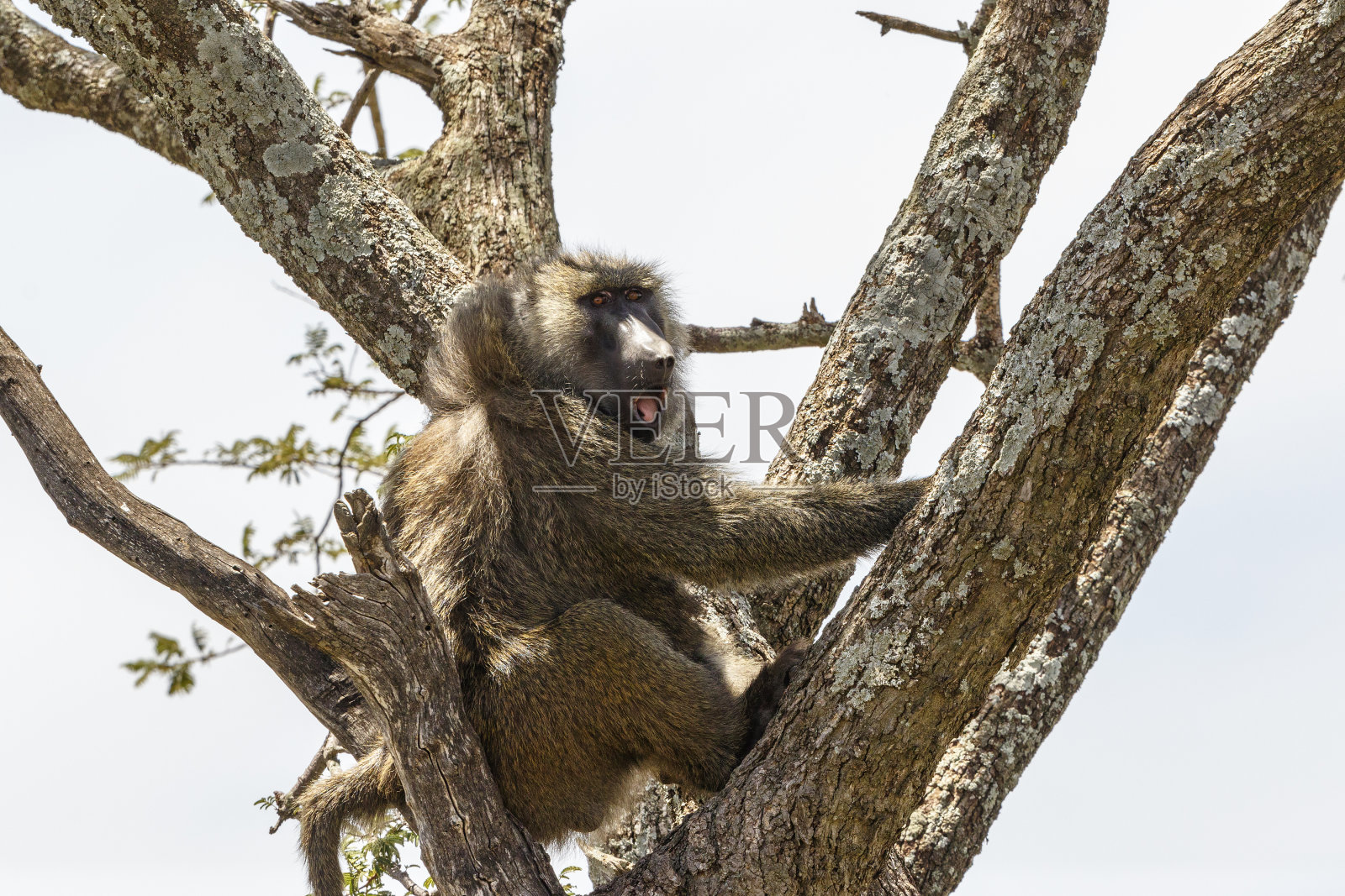 一只狒狒坐在树上看着照片摄影图片