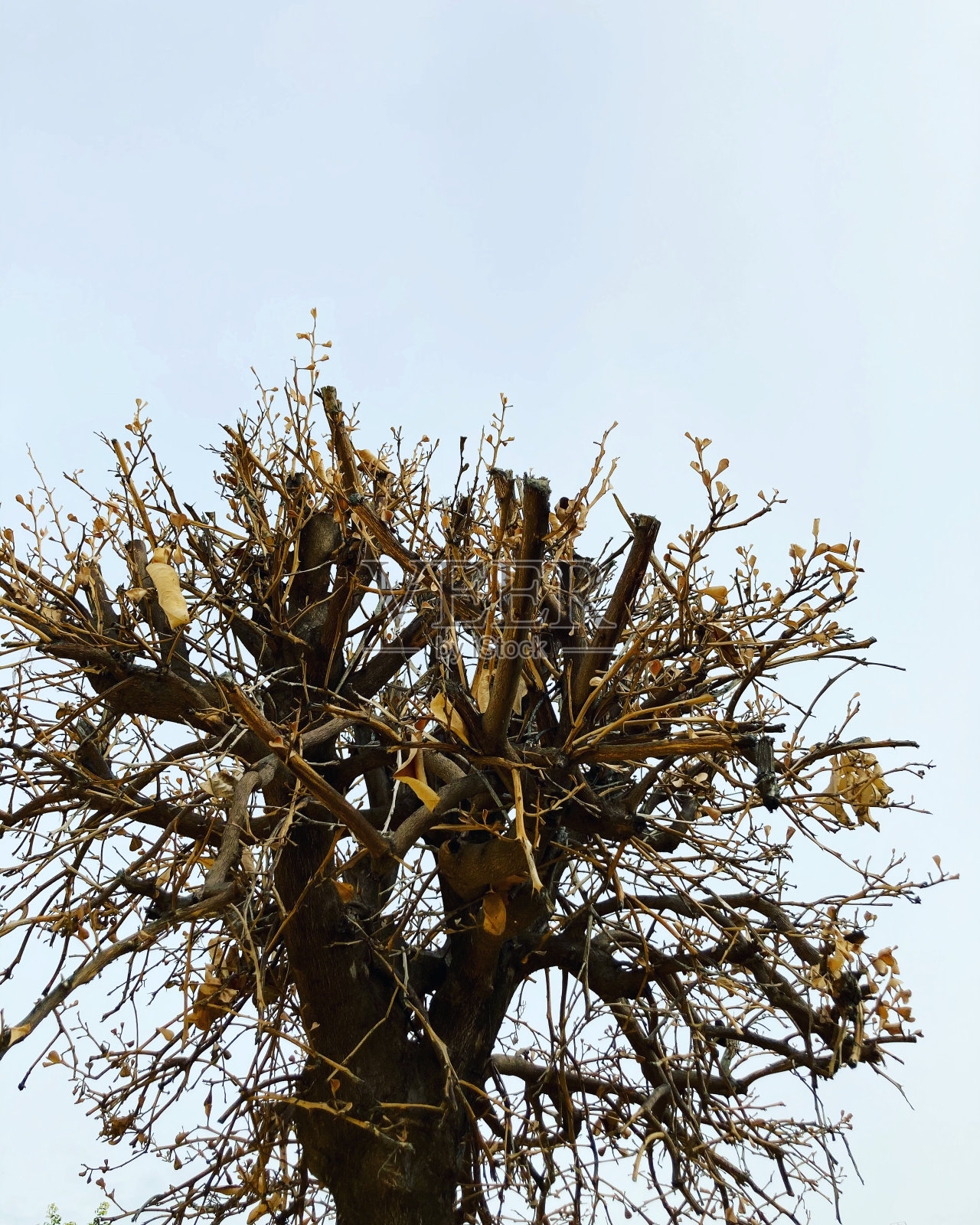 与灰色的天空相比，几乎没有树枝的修剪过的树的冠照片摄影图片