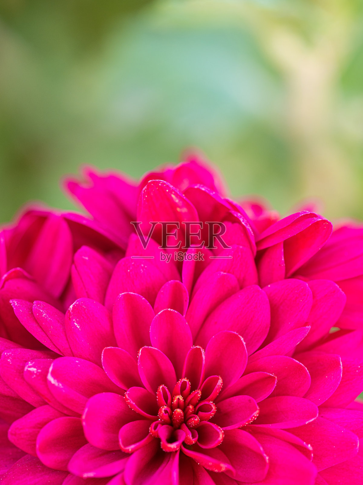 前景的紫红色的花和水滴照片摄影图片