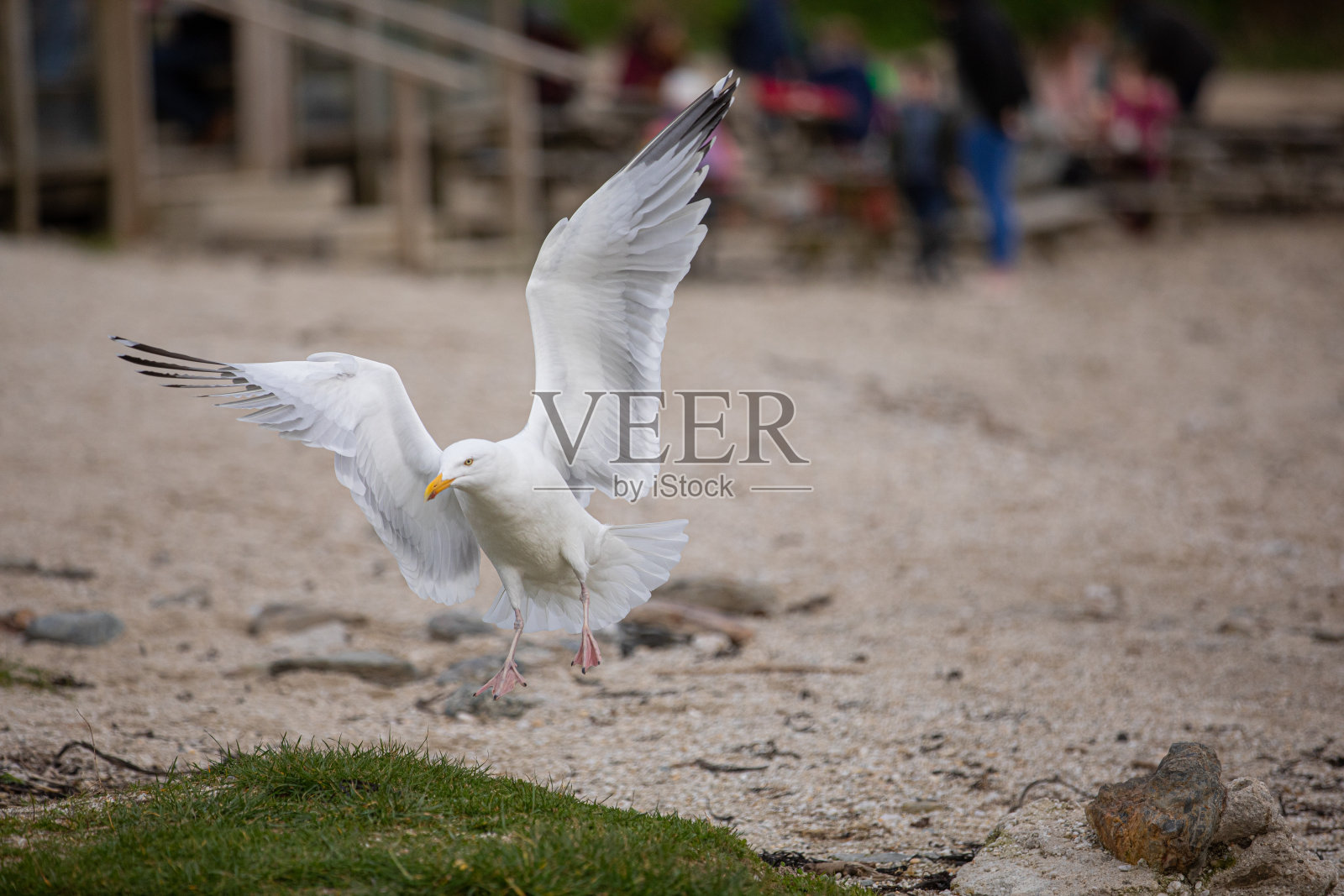 海鸥降落在海滩上照片摄影图片