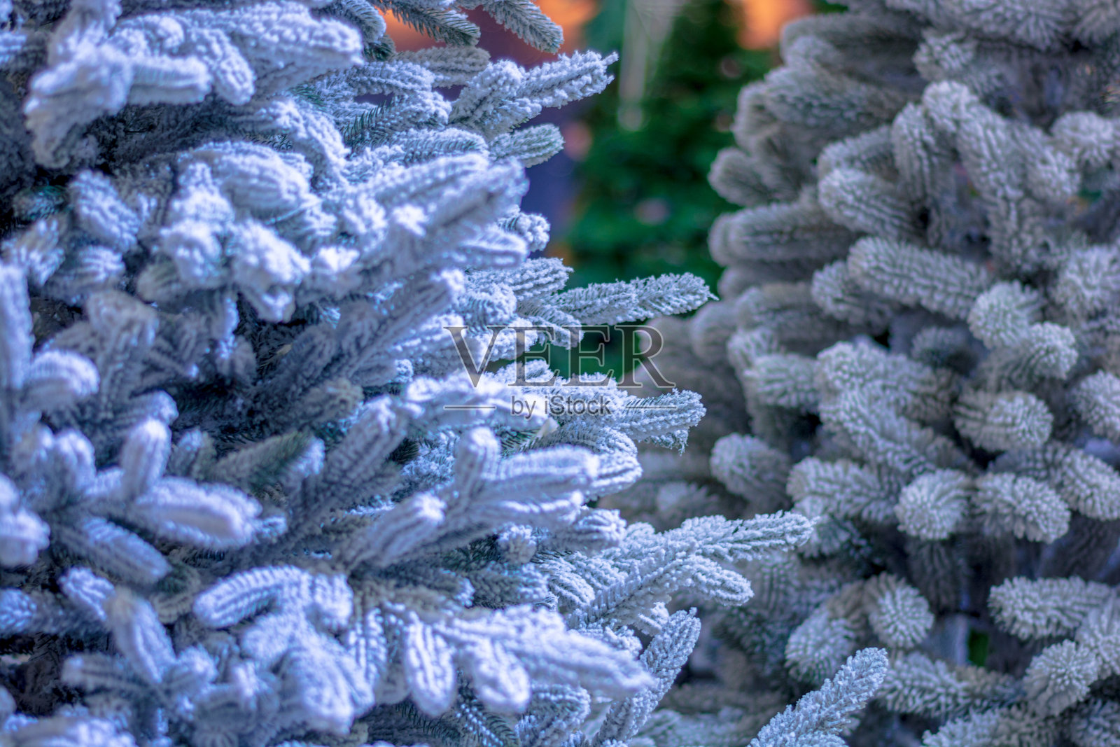 被雪覆盖的圣诞树的树枝是蓝色的。照片摄影图片