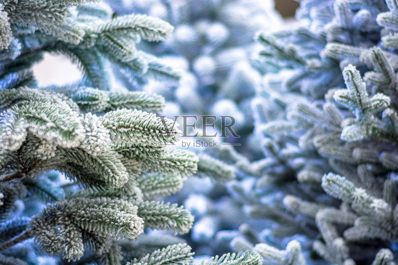 被雪覆盖的圣诞树的树枝是蓝色的。照片摄影图片