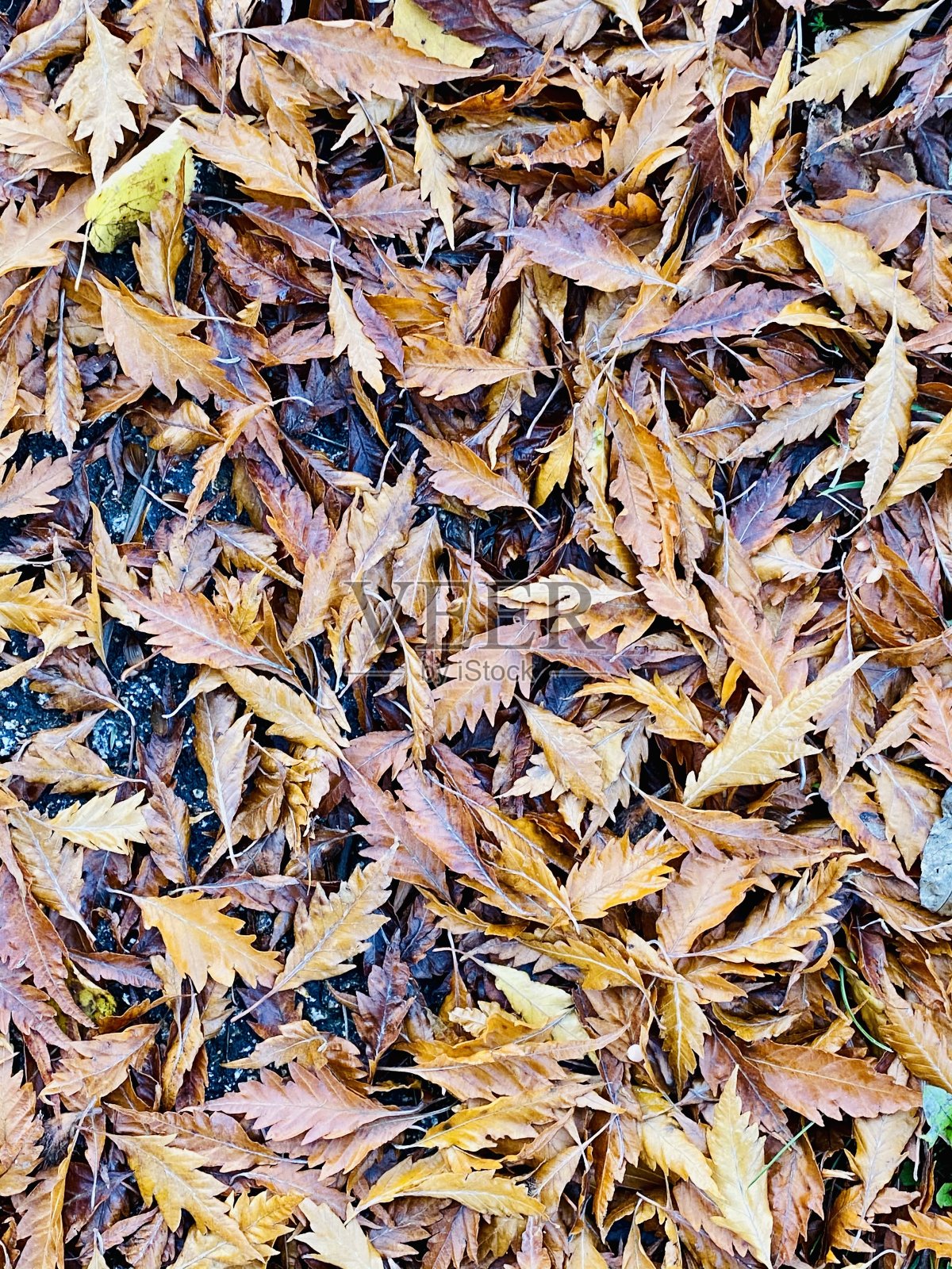 秋叶照片摄影图片