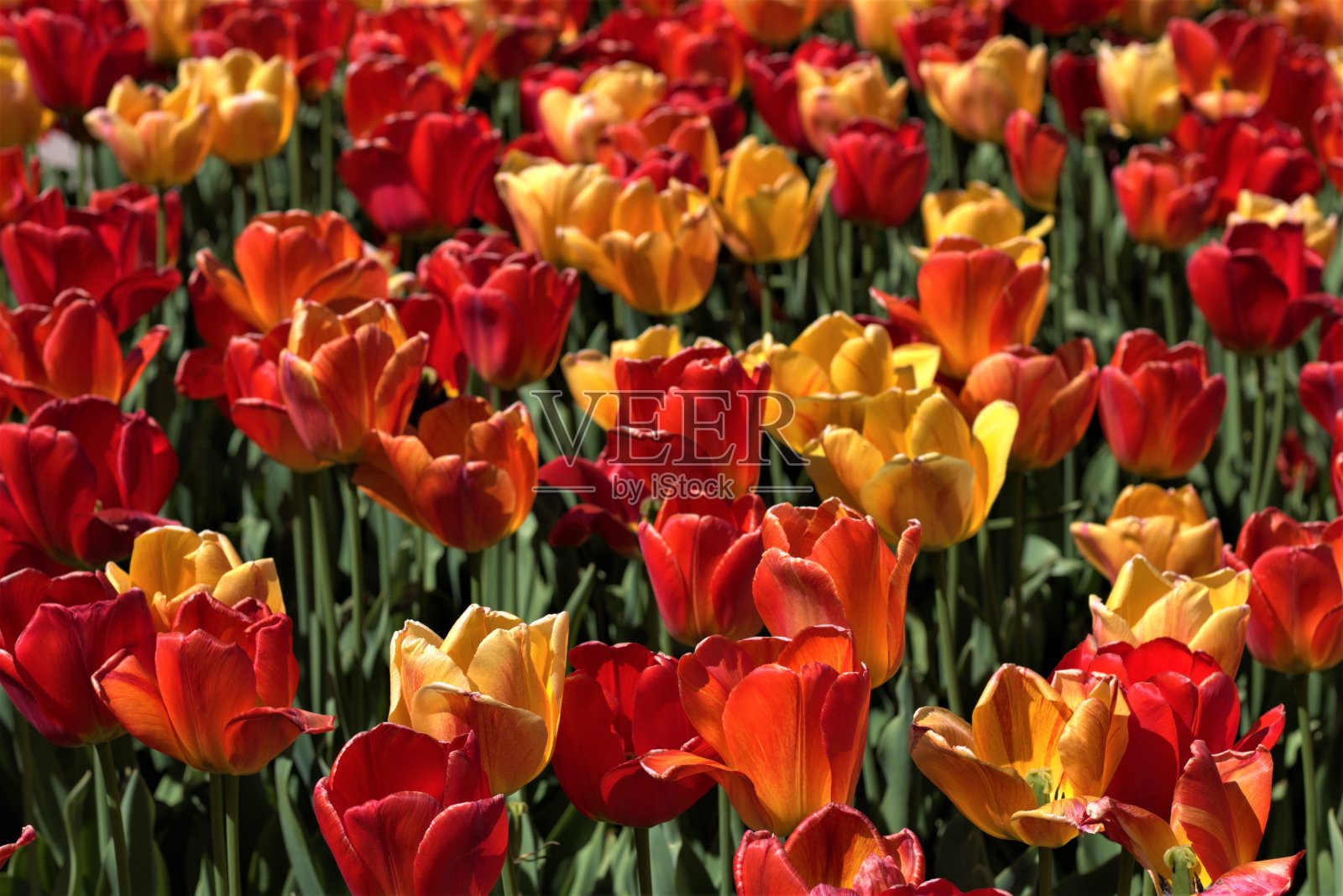 郁金香照片摄影图片