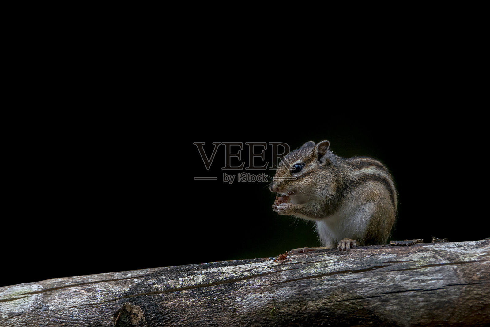 西伯利亚花栗鼠或普通花栗鼠(金花鼠)，长在树枝上照片摄影图片