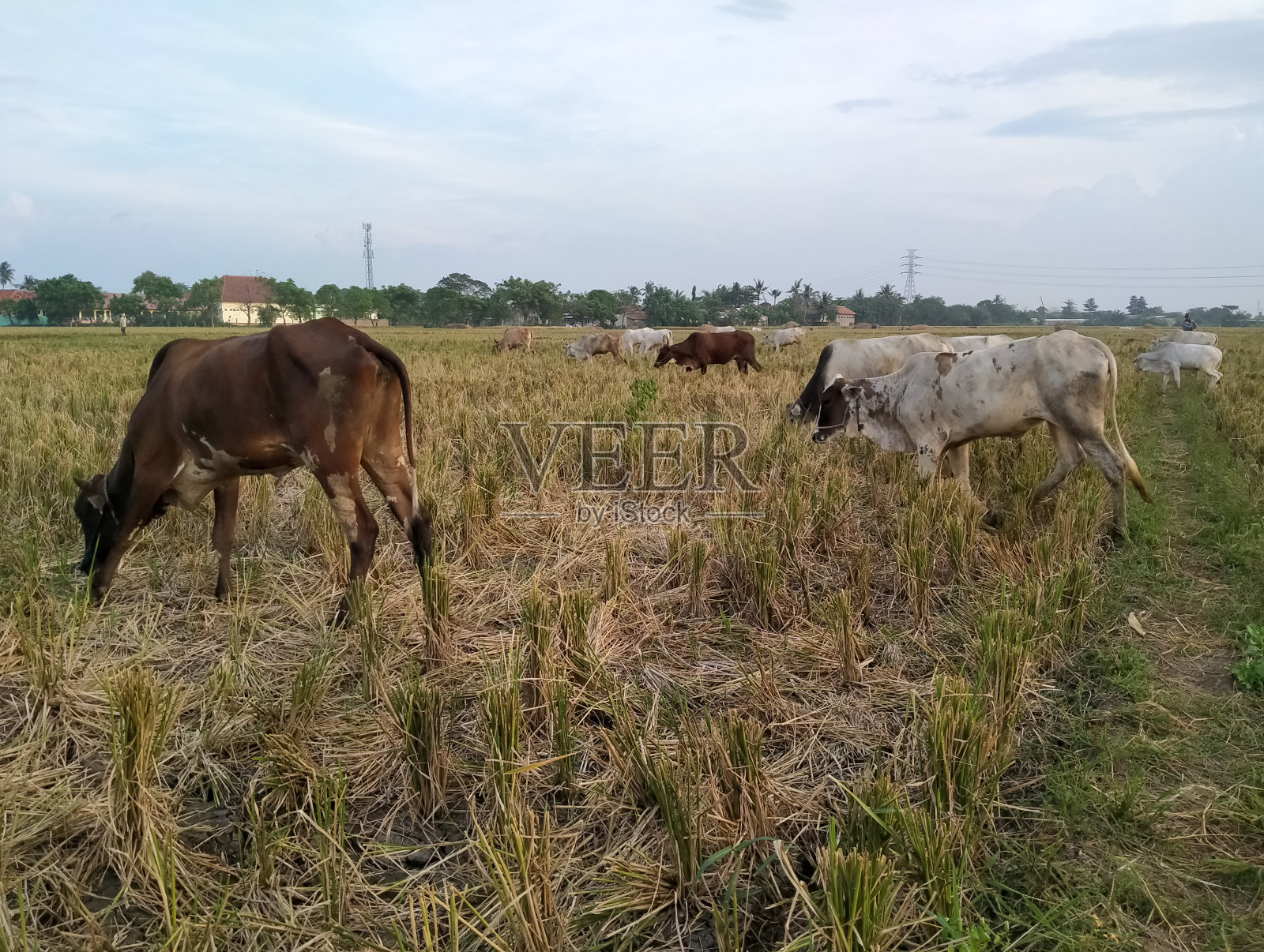 一群牛在田野里吃草照片摄影图片