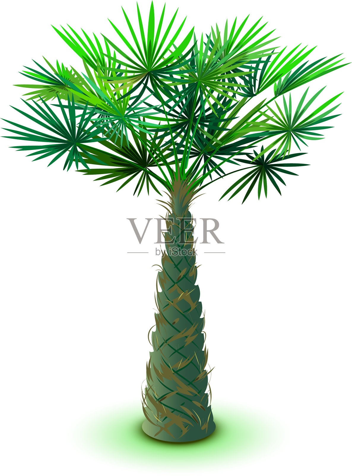 大的枣椰树孤立在白色的背景上设计元素图片