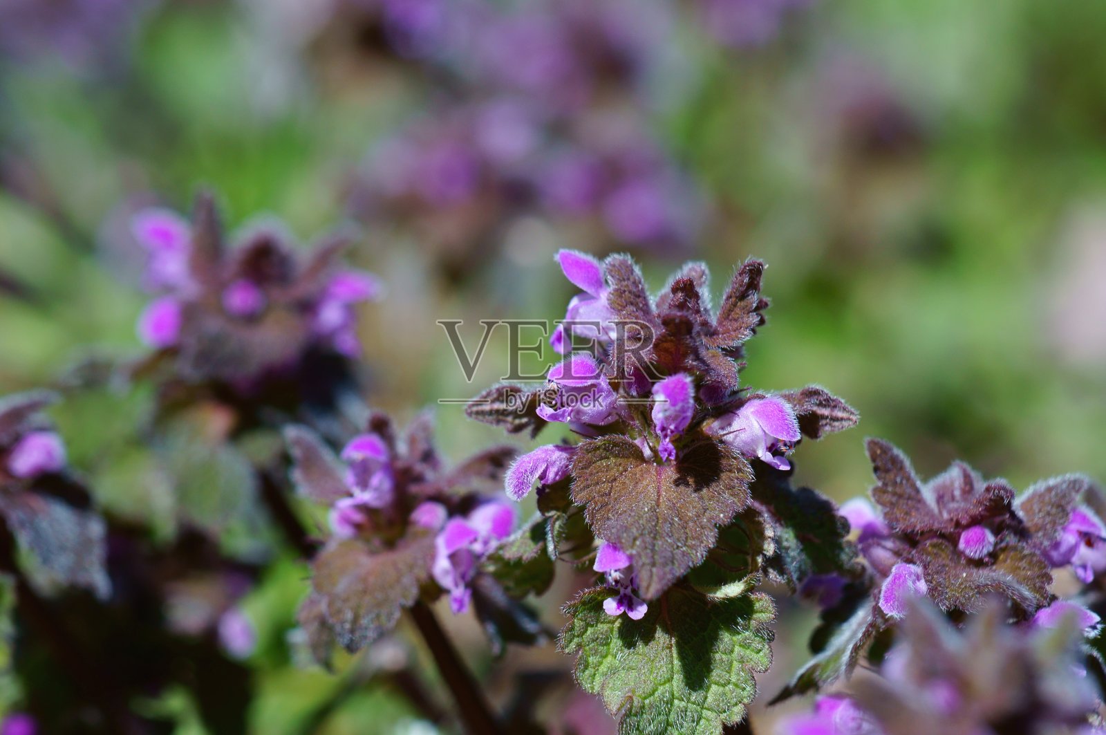 大自然中美丽的紫色野花。照片摄影图片
