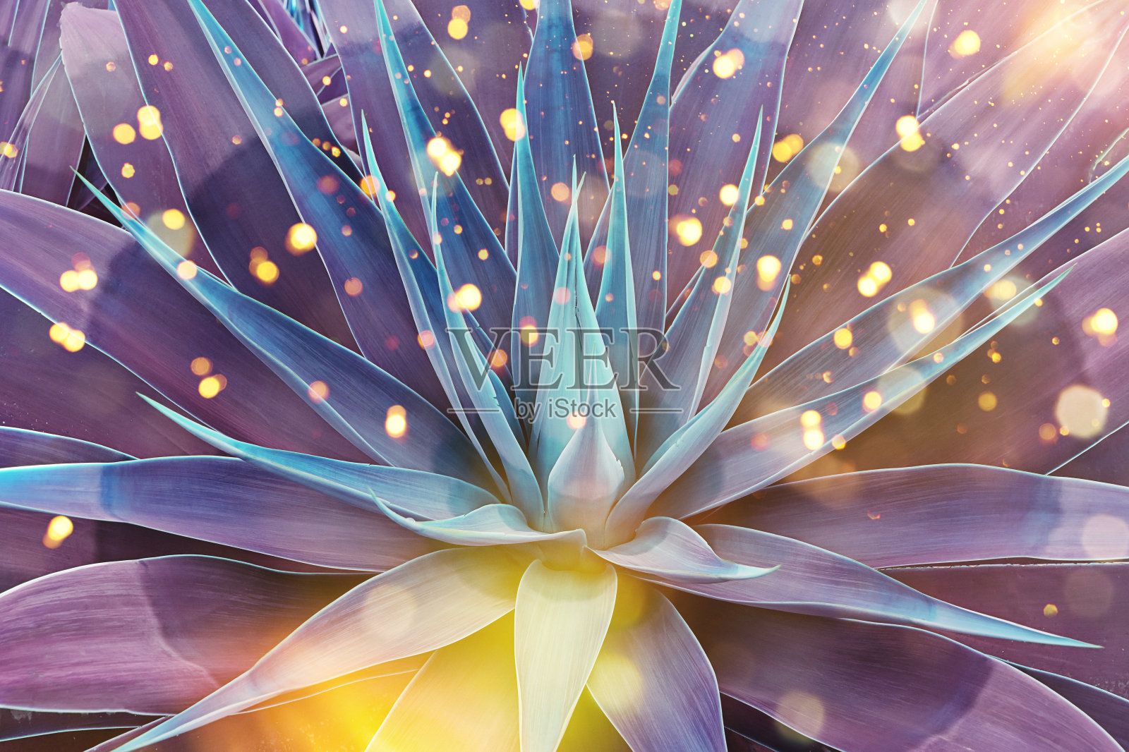 色调花卉图案龙舌兰与神奇的辉光和散照片摄影图片