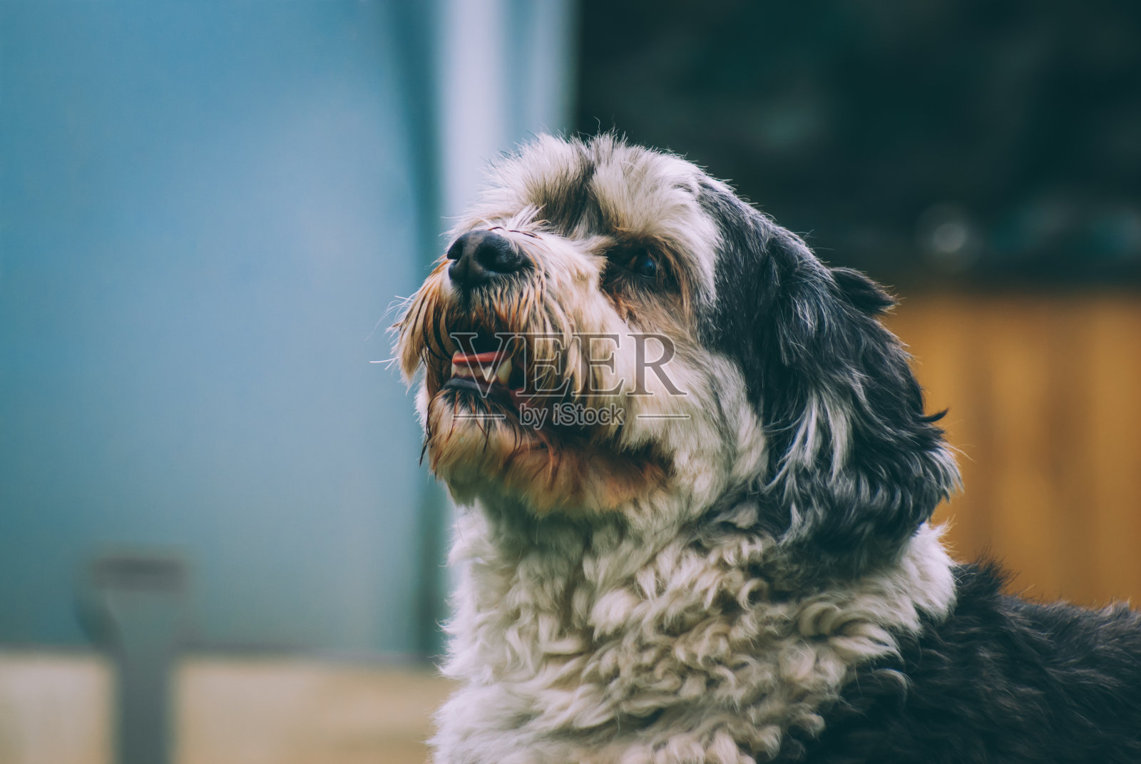 可爱的小狗照片摄影图片