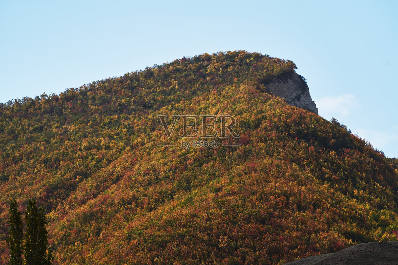 秋天的森林里，树木长着五颜六色的叶子。秋天的季节照片摄影图片