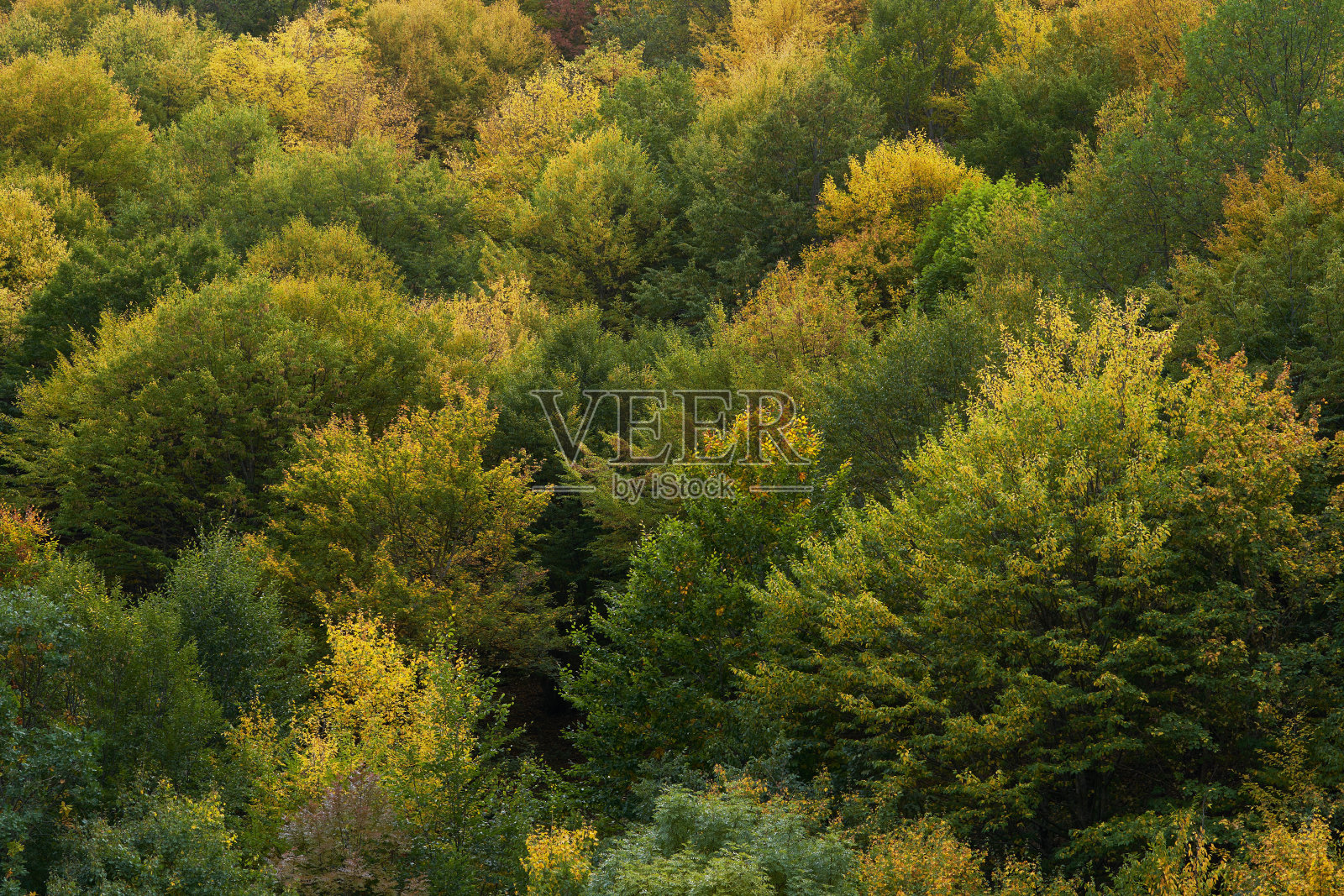 秋天的森林里，树木长着五颜六色的叶子。秋天的季节照片摄影图片