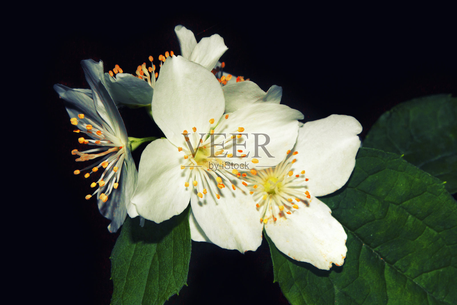 茉莉花。树枝上盛开着娇嫩的春花照片摄影图片