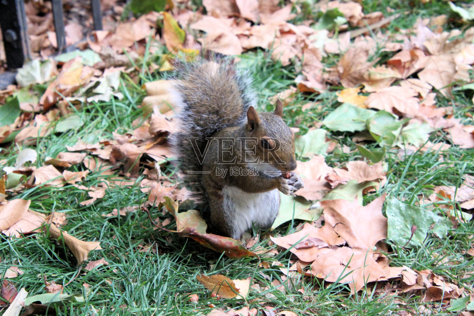 灰松鼠的特写照片摄影图片