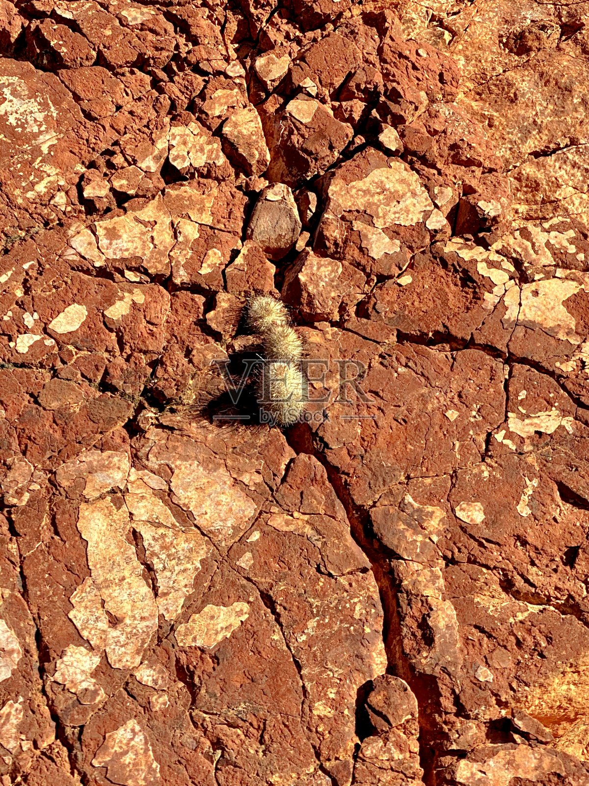 悬崖上的仙人掌照片摄影图片