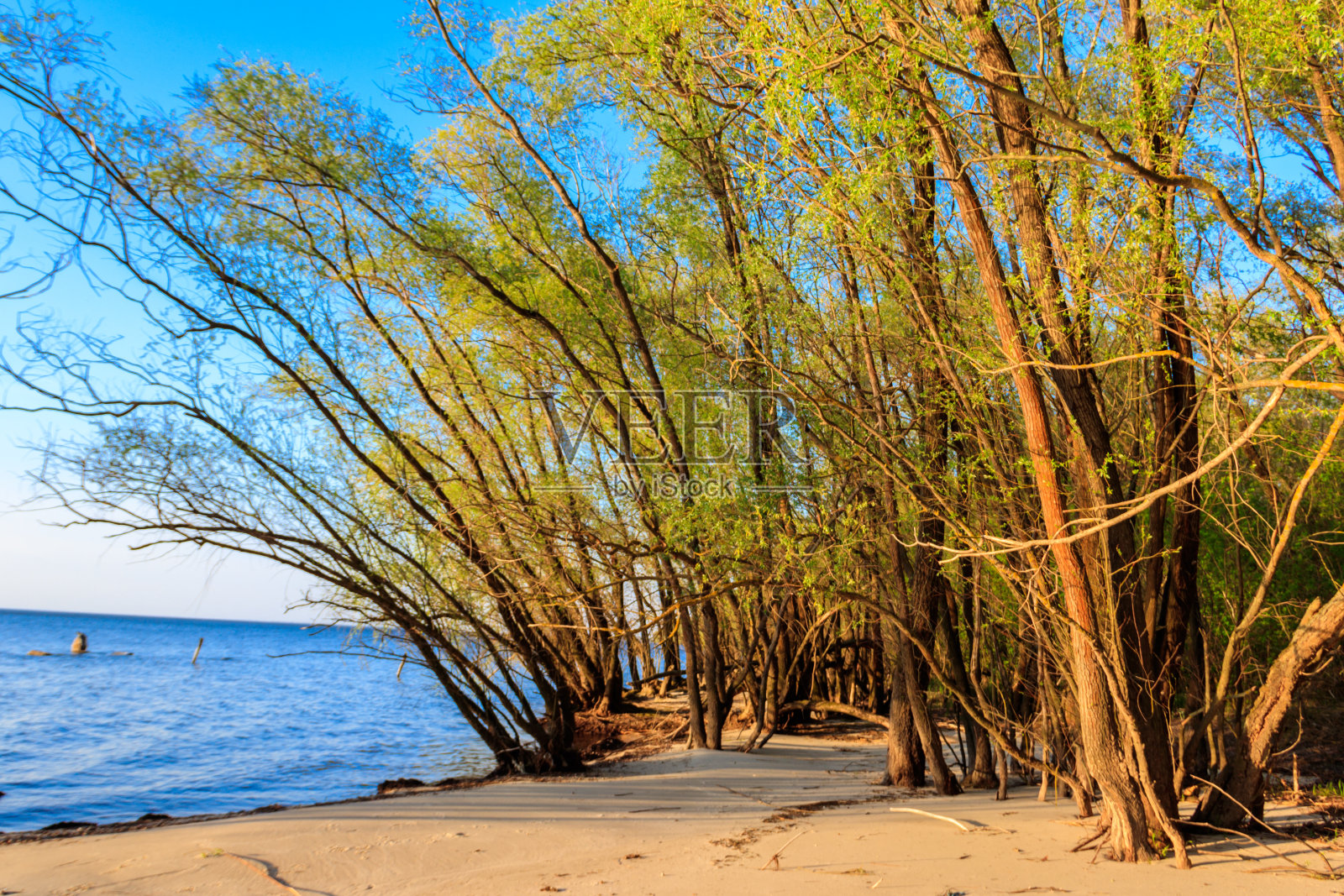 湖边有几棵柳树照片摄影图片